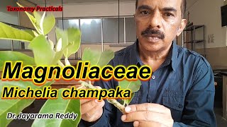 Taxonomy Practicals ಸಂಪಿಗೆ Michelia Champaka Magnoliaceae Dr Jayarama Reddy St Josephs [upl. by Treble]