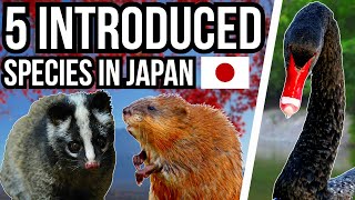 5 Invasive And Introduced Species In Japan [upl. by Ryann]