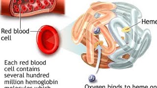 What is HAEMOGLOBIN humananatomy physiology [upl. by Notyrb513]