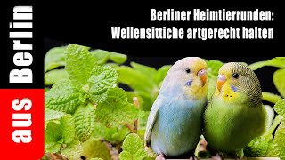 Berliner Heimtierrunden Wellensittiche artgerecht halten aus Berlin [upl. by Droc]