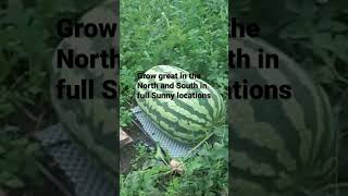 Watermelon Carolina Cross diygardening gardening watermelonseeds [upl. by Ettenav251]