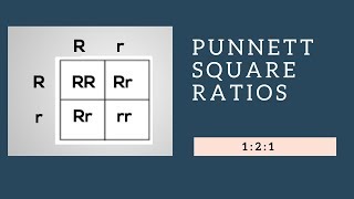 Genotypic Ratios and Phenotypic Ratios for Punnett Squares [upl. by Olympias]