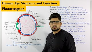 Structure of Human Eye  Photoreceptor  Biology lecture [upl. by Leahey800]