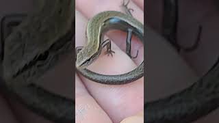 skink reptile herpetology [upl. by Aihtibat708]