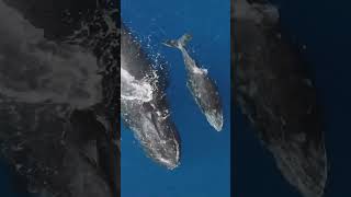 Humpback Wheal Baby [upl. by Letta]