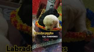 Labrador puppies Pet shop in Uttarakhand Haridwar Rishikesh Dehradun Roorkee Saharanpur Up NCR HR [upl. by Randie]