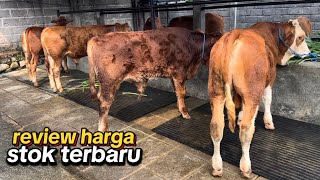 update terbaru grosir sapi mas yohandi kediri [upl. by Kassia]