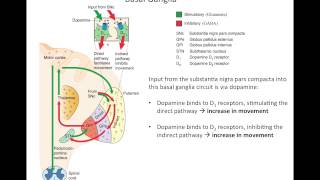 Basal Ganglia StepByStep Approach [upl. by Clay]