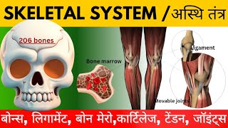 skeletal systemअस्थि तंत्र bones ligaments cartilage tendon joints in hindi bones [upl. by Suoirtemed]