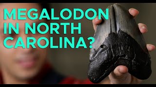 Why Is NC Megalodon Country [upl. by Ahsrat935]