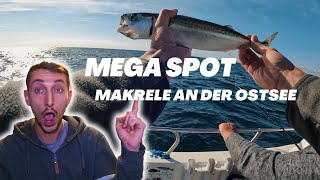 Mega Makrelen Spot Angeln in Dänemark [upl. by Lambrecht]