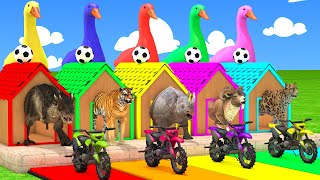 5 Giant Duck Cartoon Cow Mammoth Elephant Lion Paint Wild Animals Crossing Fountain Animation [upl. by Stoneman]