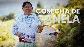 ¿Cómo se Cosecha la CANELA Zozocolco Veracruz  Documental [upl. by Alig609]