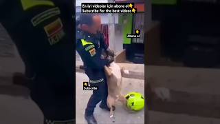 PITBULL VS POLICE doglover dog dogs dogshorts animals animal pets pet shorts short puppy [upl. by Emmi]