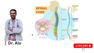 Spinal Cord  Ascending amp Descending Tracts  Spinal Cord Hemisection  Neurology [upl. by Sitarski]