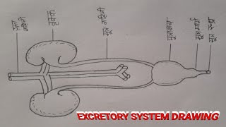 EXCRETORY SYSTEM DROW EASY WAY [upl. by Eeneg]