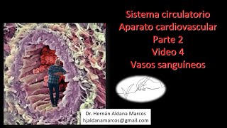 Sistema circulatorio Vasos Video 4 de 5 Hernán Aldana Marcos [upl. by Rexer]