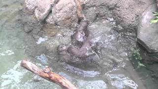 Otters at the Kansas City Zoo [upl. by Montagu94]