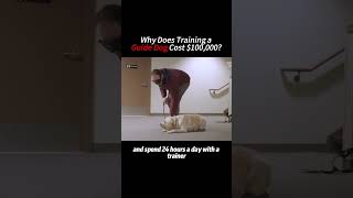 Why Does Training a Guide Dog Cost 100000 [upl. by Ciredec682]