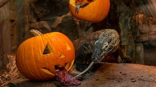 No Tricks Just Treats for Komodo Dragon [upl. by Annais116]