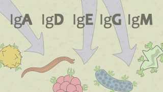 Video 15 Ig Antibodies and Immunoglobulin Function [upl. by Yrehc]