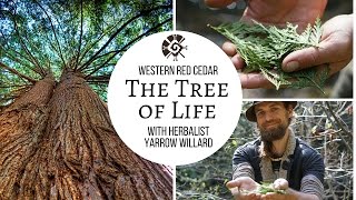 Cedar quotThe Tree of Lifequot Yarrow Willard ClH  Harmonic Arts [upl. by Herrah69]