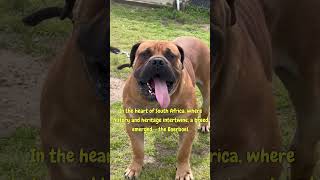 quotBoerboel Sentinel Strengthquot [upl. by Range954]