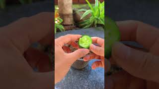 Tips for growing cucumbers at home shorts cucumber [upl. by Ettelra415]