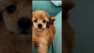 🔊Ladridos de PERROS CACHORROS Parte 2 perro pets puppies [upl. by Nerret886]