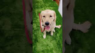 Dog trainer Delhi India 💯💯💯💯💯 ♥️🌹🌹💯♥️💯♥️🌹♥️♥️🌹🌹🌹💯 sssssseseeeeeesss [upl. by Ellerehc]