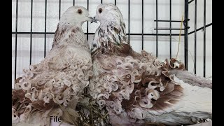 Frillback Pigeons The first 30 days of life [upl. by Joline980]