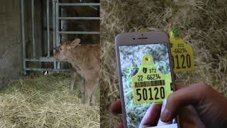 How to Register Calves on AgriNet HerdApp [upl. by Onimod]