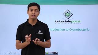 Class 11th – Cyanobacteria – Introduction  Biological Classification  Tutorials Point [upl. by Namyac]