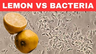 LEMON vs BACTERIA under Microscope  Natures Disinfectant [upl. by Ula341]