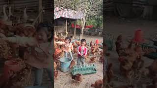 Rural children novice chicken farmers rural freerange chickens freerange chickens 183 [upl. by Ecnahoy]