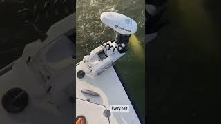 Anna Maria Island Fishing Charters tarponfishing tarpon fishing annamaria awesome morning [upl. by Xam]