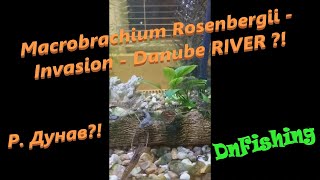 Macrobrachium Rosenbergii  В Р Дунав  Invasion  Danube RIVER  Скариди в р Дунав [upl. by Enaitsirhc209]