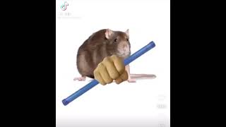 Rat with a groan tube meme [upl. by Orelu]