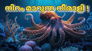 ഇത്ര വലിയവനായിരുന്നോ നമ്മുടെ നീരാളി facts interestingfacts subscribe newfacts new views [upl. by Fasano]