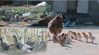 Call Dack farming Kesi kore 🥰animalsmonowar duck chicken pigeon [upl. by Analeh418]