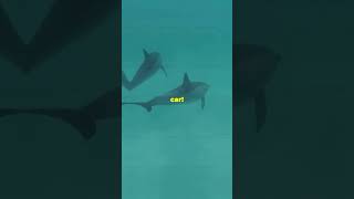 Fast and Furious Fastest Sea Creatures sea fastandfurious animals wildlife [upl. by Purington]