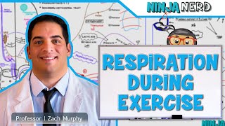 Respiratory  Respiration During Exercise [upl. by Ardni]