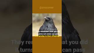 Crow Is Smarter Than A 7 Year Old  Most intelligent bird [upl. by Nywg]