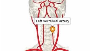 Vertebral Artery Branches Very Easy [upl. by Hazeefah]