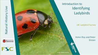 Introduction to Identifying Ladybirds Adults [upl. by Gebelein916]