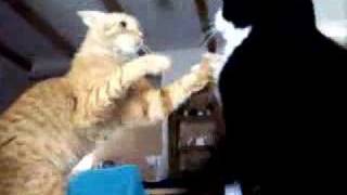 Pelea de gatos [upl. by Nilre]