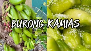 PAANO MAG BURO NG KAMIAS BURONG KAMIAS SIMPLE AND EASY WAY  FROM BACKYARD TO BOTTLE [upl. by Nawk]