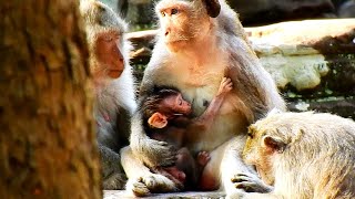 Monkey Julina is taking cared her cute new baby [upl. by Anaiad]