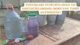 Toyuqların yumurtlamasını və immunitetlərini gücləndirən təbii dərman [upl. by Annavahs163]