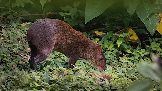 Central American agouti Dasyprocta punctata [upl. by Andee]